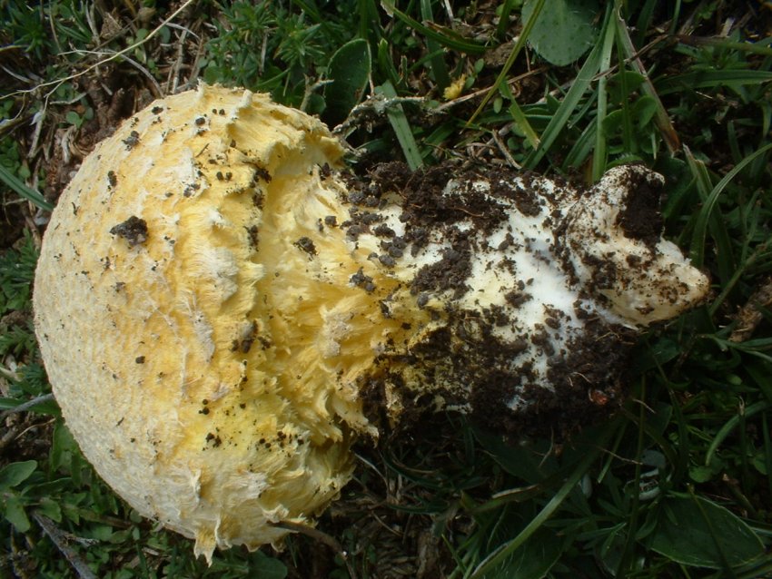 Floccularia luteovirens